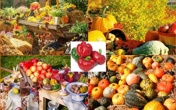 MADR ne indeamna sa sarbatorim „Ziua Nationala a produselor agroalimentare romanesti”, prin evenimente organizate la nivel national. Taranul si munca sa merita incurajare, apreciere!