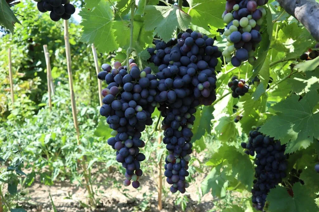 Photo Fruits and vegetables