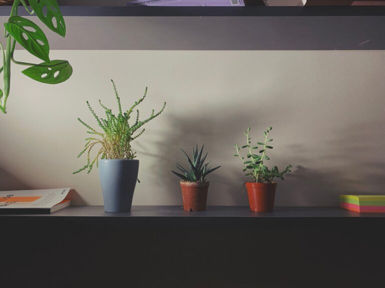 Plante de interior ușor de îngrijit pentru camere cu lumină puțină Plante de interior în ghivece pe un raft, într-o cameră cu lumină difuză de la fereastră